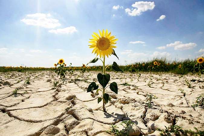 Україна очолила міжнародний рейтинг ризику посухи: основні причини та способи вирішення проблеми