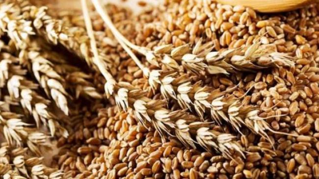Макарони замість пшениці: як Україні заробити 100 мільярдів доларів на зерні