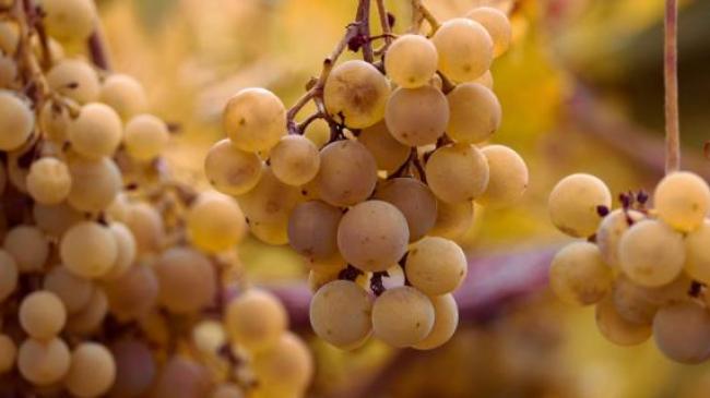 Селекціонер із Запорізької області вирощує виноград із гіганськими гронами
