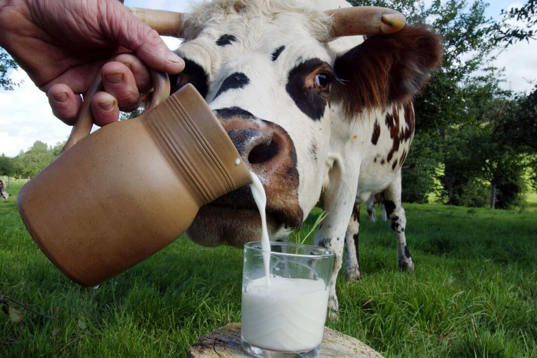 Частка молока «екстра» ґатунку в переробці зростає
