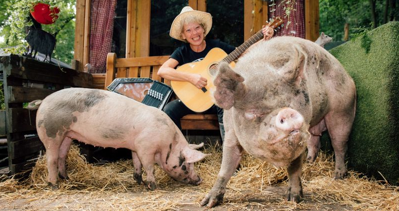 Дводенне бугі-вугі: в Англії організують вечірку для свиней