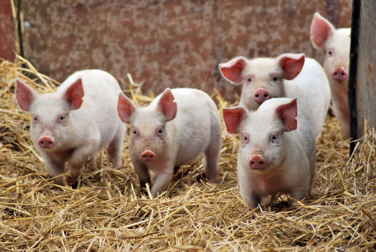 На ринку живця свиней передсвяткове пожвавлення