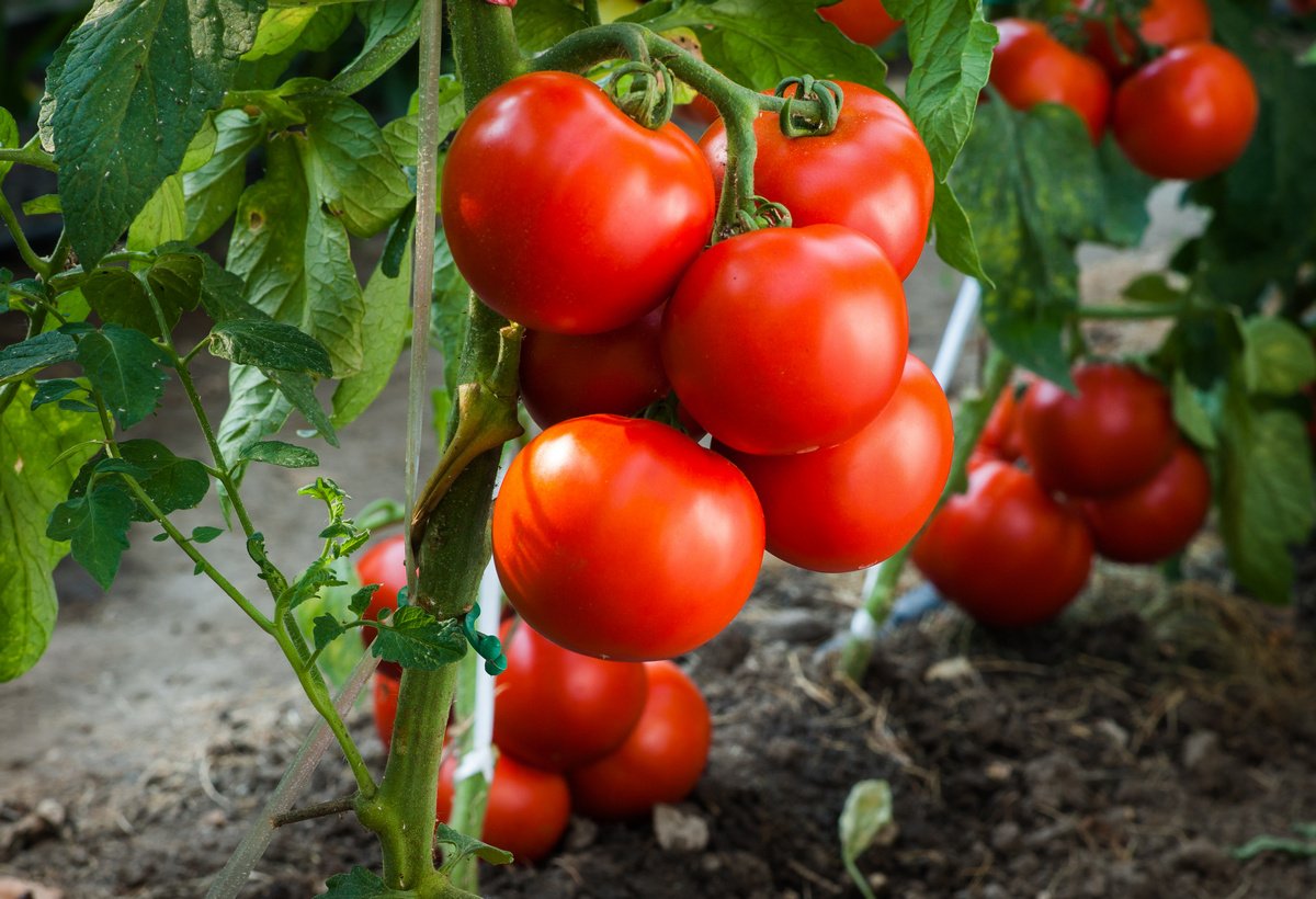 Вчені вивели новий гібрид томатів
