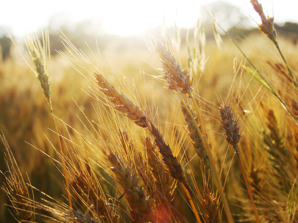 Чорноморська пшениця подорожчала після оприлюднення звіту USDA