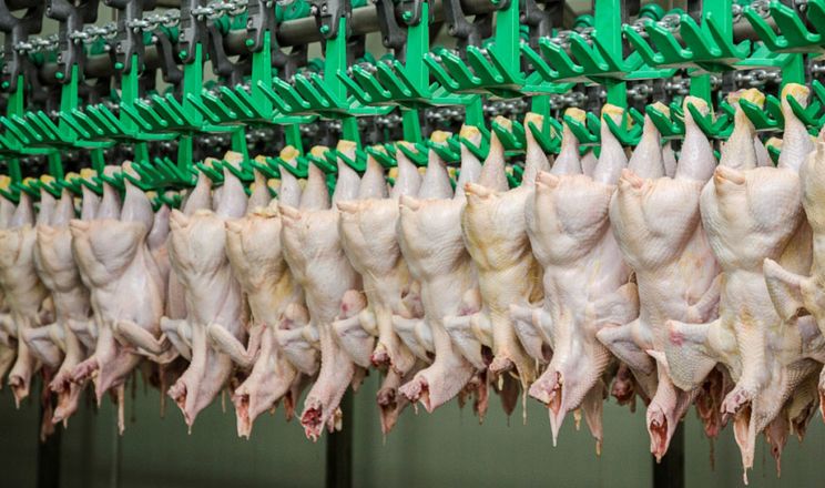 В Україні збанкрутував один з найбільших виробників курятини