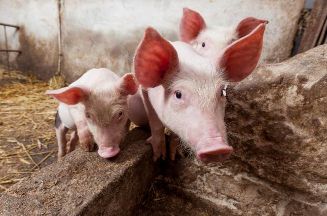 Як отримати часткове відшкодування вартості племінних свиней та сперми