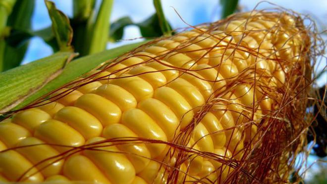 В Україні очікують рекордний урожай кукурудзи