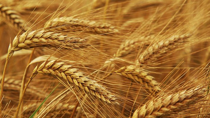 Закупівельні ціни на пшеницю в Україні стрімко зростають слідом за світовими