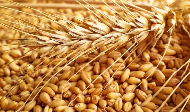 Закупівельні ціни на пшеницю в портах України знову виросли до 8000 грн/т