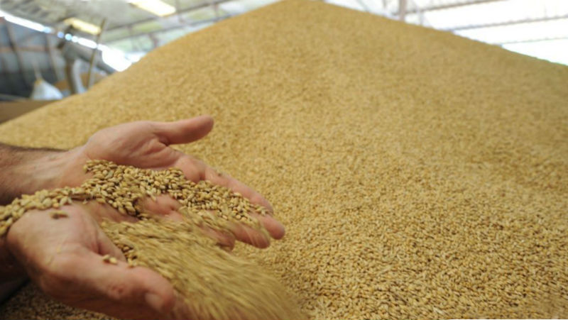 Елеватори Ristone Holdings прийняли на зберігання вже 100 тис. т зернових