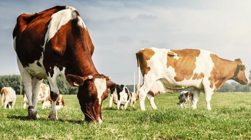 На Прикарпатті можна отримати до 250 тисяч дотації на утримання корів