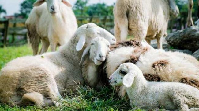 Офіційні працівники: в Ірландії влаштували на роботу стадо овець – у чому полягає їх робота
