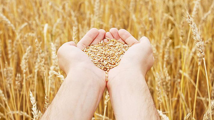 В Україні пшениця зібрана на 72% площ, і прогнози рекордного врожаю підтверджуються