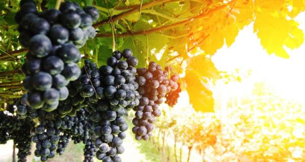 Контроль небезпечних хвороб винограду