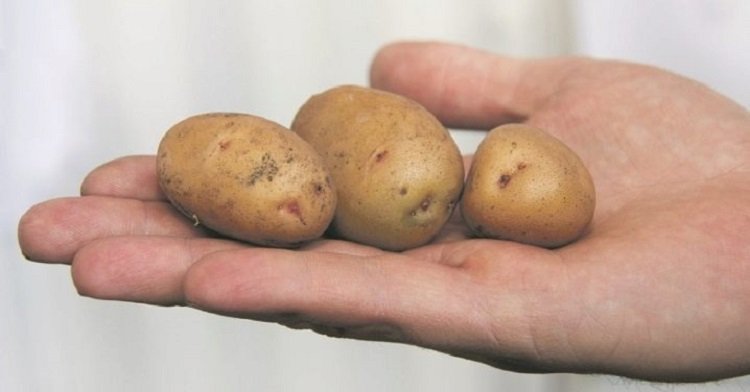 В Україні може виникнути дефіцит картоплі