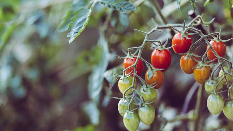 Вчені виявили, що помідори можуть попереджати про небезпеку материнську рослину