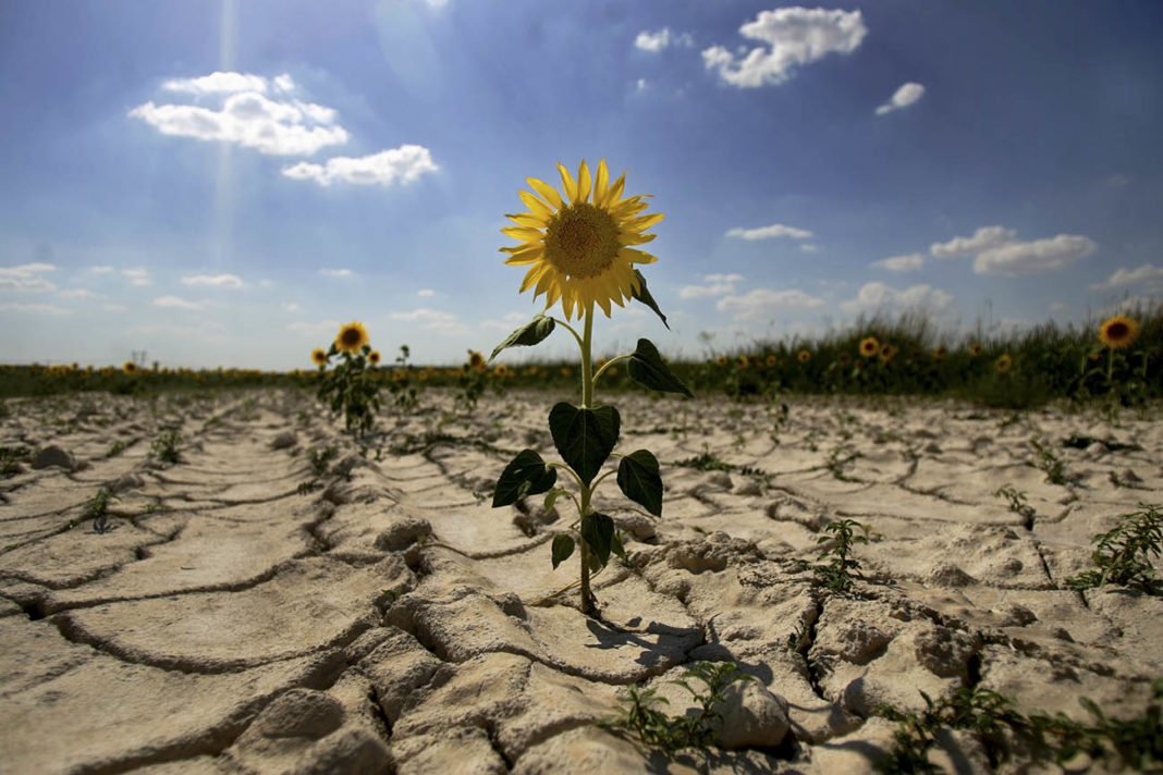 Проблеми із посухою та зміною клімату гостро стоять не лише на півдні, а й в центральній Україні