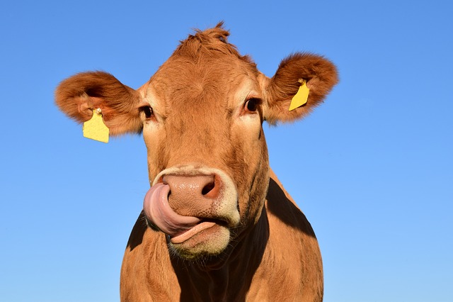 Триває прийом документів для нарахування дотації за приріст корів