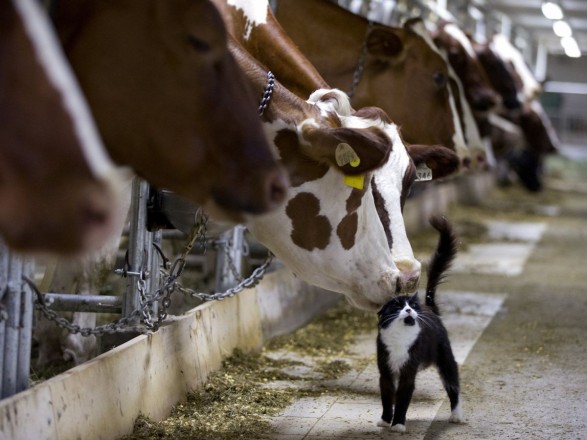 Частка продукції тваринництва у сільгоспвиробництві за 30 років скоротилася більше ніж удвічі