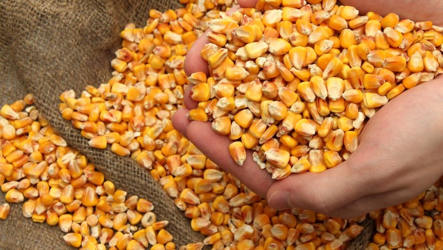 Аналітики розповіли, що впливатиме на вартість кукурудзи найближчим часом