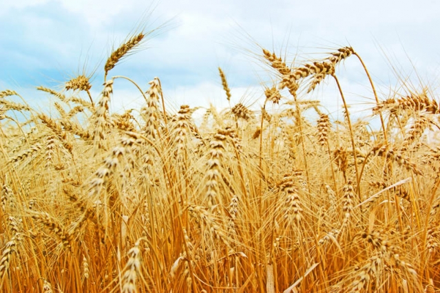 Україна експортувала 10,29 млн тонн зернових і зернобобових