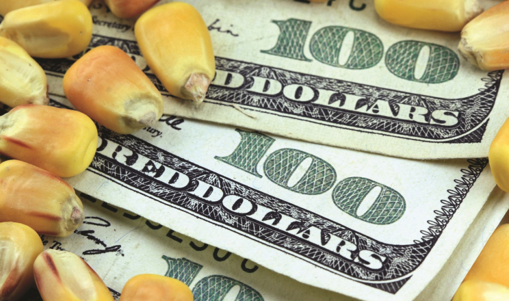 Ціни на кукурудзу падають на прогнозах збільшення виробництва у США