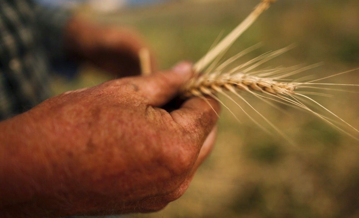 Одне фермерське господарство може отримати до 5 мільйонів компенсації за рік – Мінагрополітики