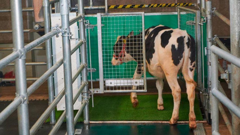 Німецькі науковці привчили корів до туалету, щоб зменшити викиди аміаку