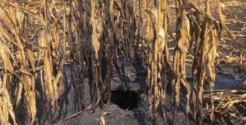 На Сумщині через вилив нафтопродуктів постраждало поле з кукурудзою