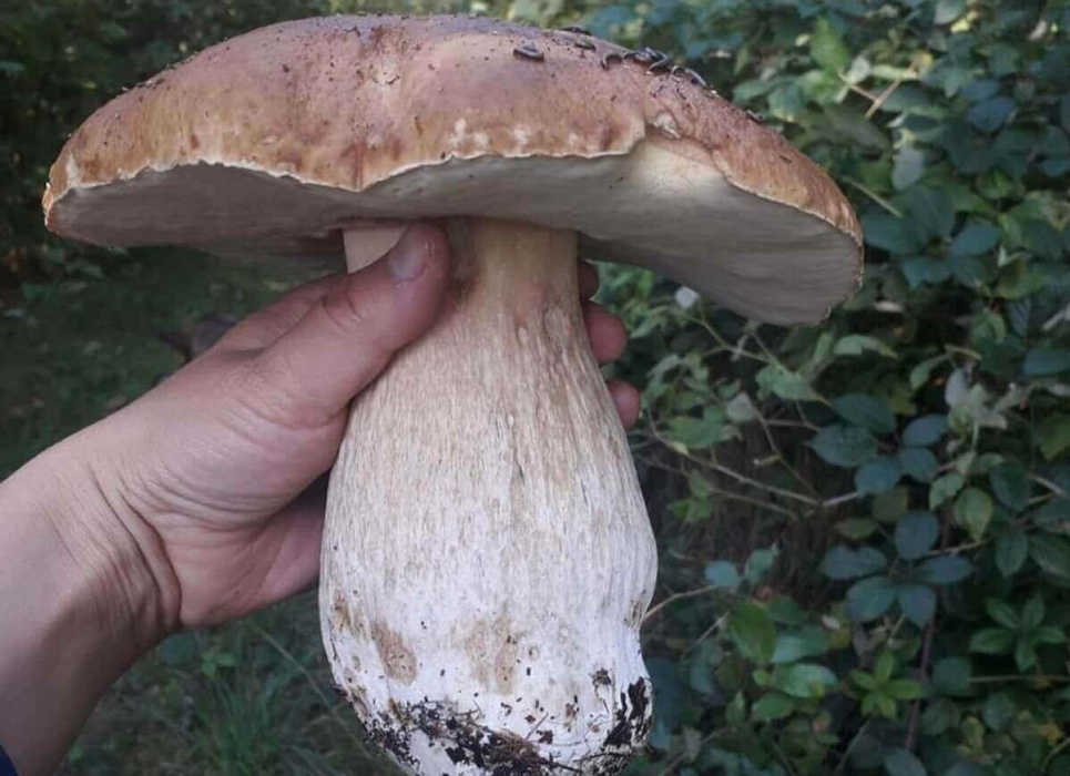 На Волині знайшли білий гриб вагою у майже кілограм