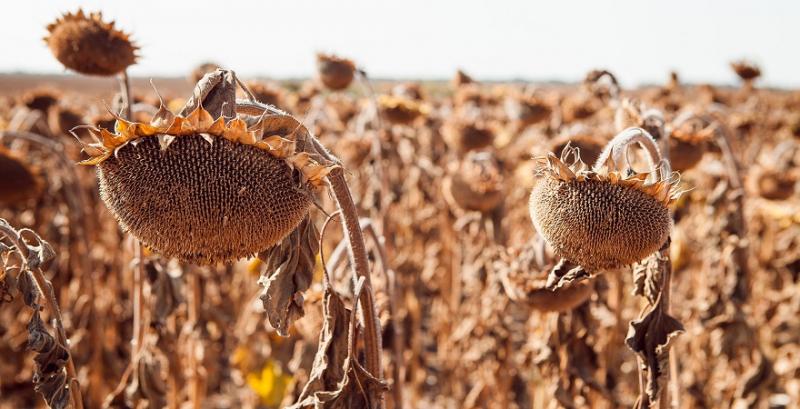 На Миколаївщині в фермера викрали врожай соняшнику