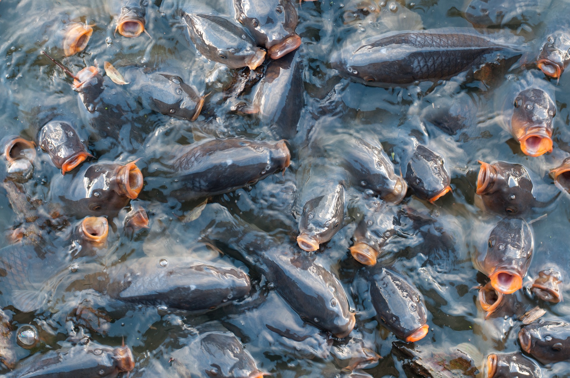 ОАЕ зацікавлені у впровадженні технологій штучного вирощування риби в Україні