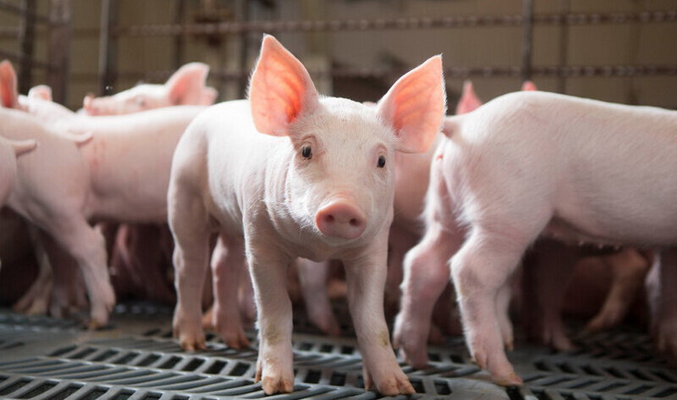 На Буковині вирощуватимуть племінних свиней данської генетики