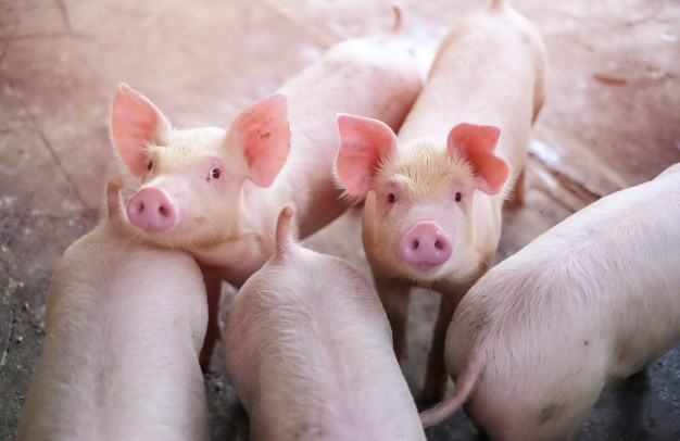 АЧС уразила майданчик одного з найбільших виробників свинини у Росії
