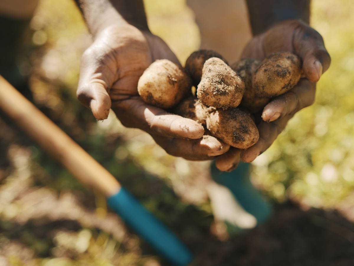 Коли в Україні зростуть ціни на картоплю