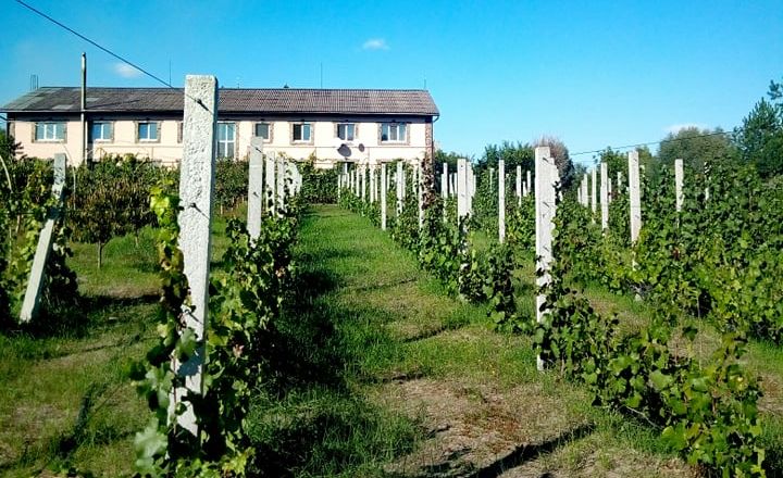 Мерло, Шардоне, Піно Розе: на Чернігівщині винороб створює унікальні крафтові вина