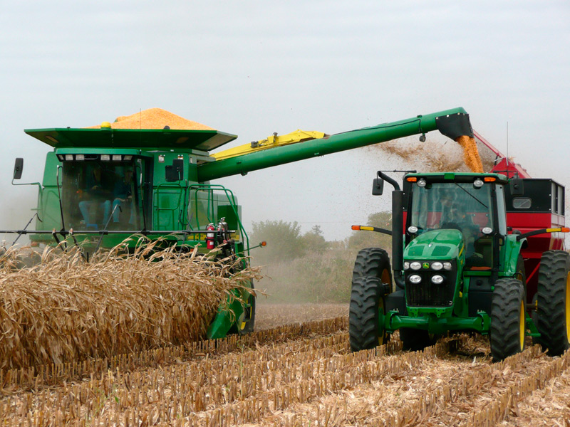 В Україні розпочали збирати кукурудзу