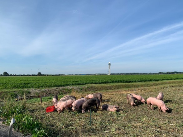 Амстердамський аеропорт “найняв” на роботу свиней