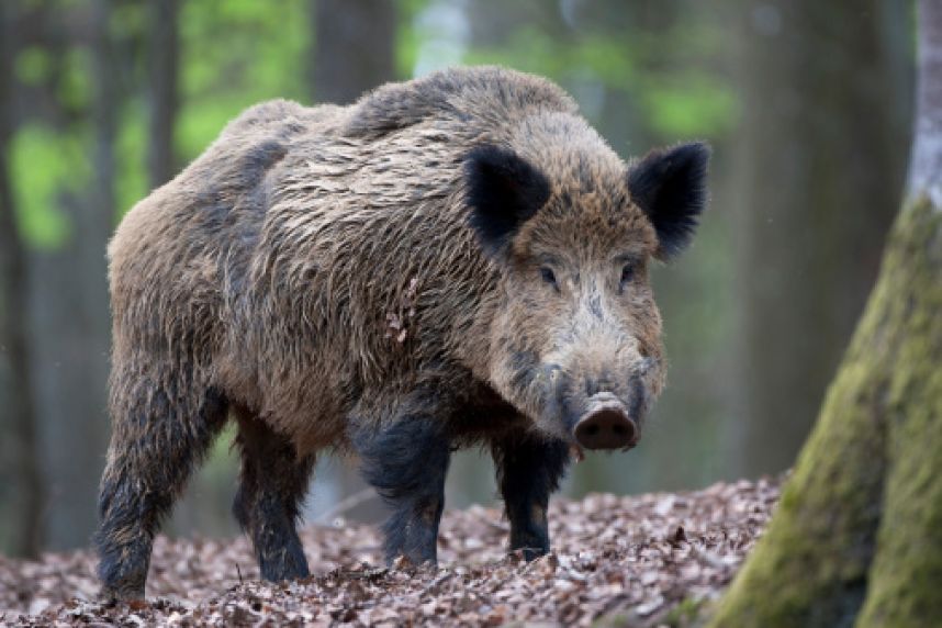 Через АЧС Словаччина ліквідує понад 100 тисяч диких свиней