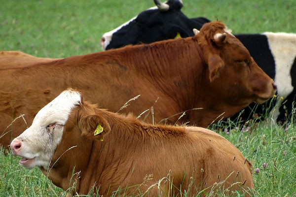 Скасування ввізного мита на рогату худобу стимулюватиме відновлення галузі, – Мінагрополітики