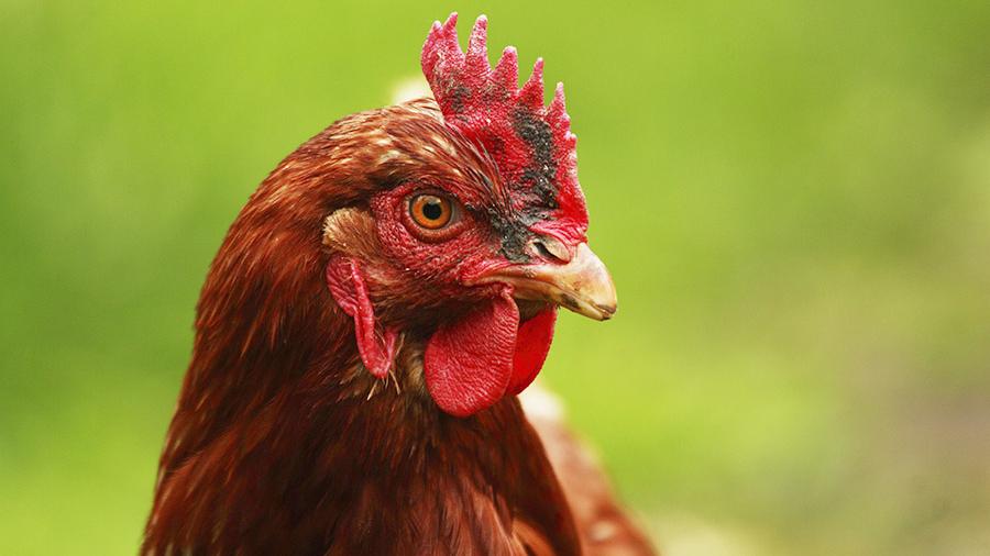 Птахівників виключать зі “спрощенки” – за курятину будуть платити більше податків