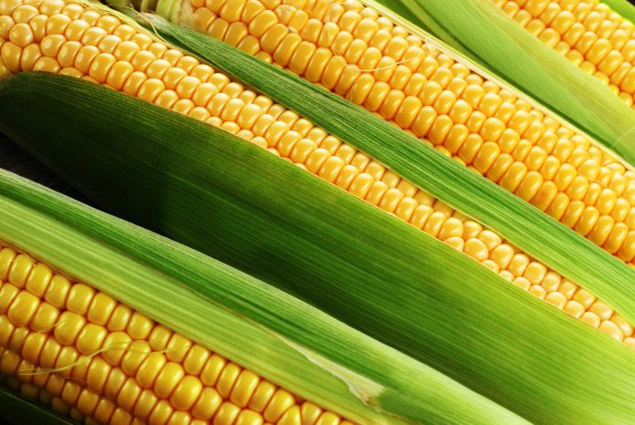 Затримка збирання підтримує ціни на кукурудзу в Україні