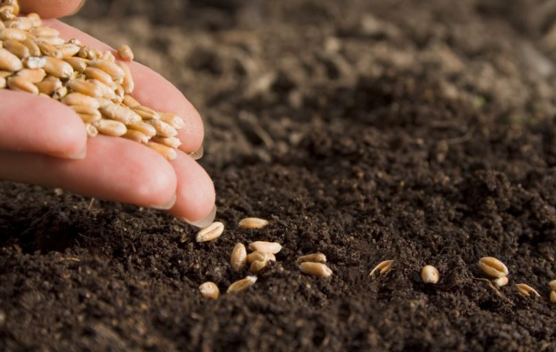 Уряд удосконалив Порядок сертифікації насіння і садивного матеріалу