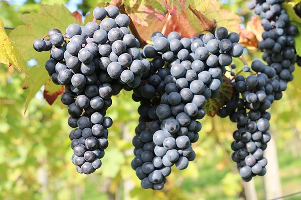 Попри проблеми з урожайністю виноград дешевшає