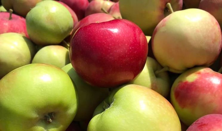 Яблука цьогоріч майже вдвічі дешевші, ніж торік