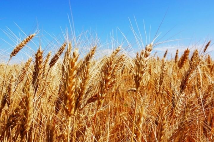 В Україні закупівельні ціни на продовольчу пшеницю продовжують зростати