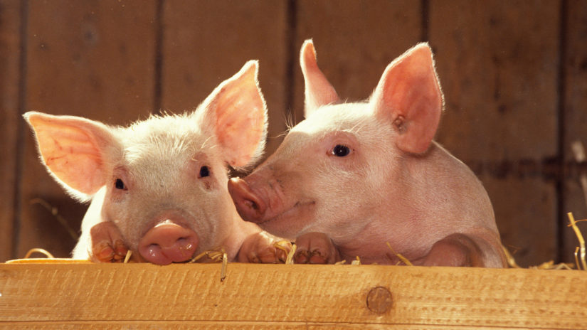Цифра дня: за останні 30 років кількість свиней зменшилася на 13 млн