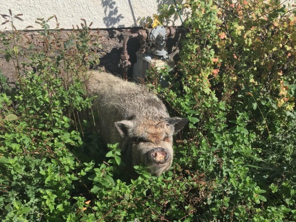 В Америці померла легендарна свиня Дейзі Мей