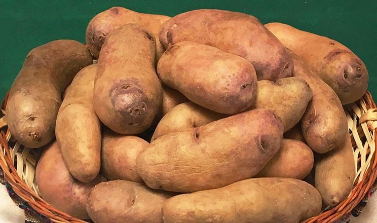 Вчені вивели морозостійкий сорт картоплі