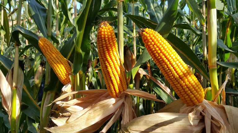 Заморозки можуть знищити врожай пізньої кукурудзи